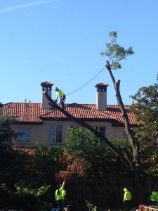 Tree Removal Dallas
