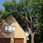Tree Removal Frisco