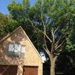 Tree Removal Frisco