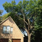 Tree Removal Frisco
