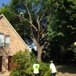 Tree Removal Frisco