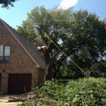 Tree Removal Colleyville
