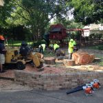 Tree Removal Cleanup