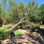 Tree Removal Southlake