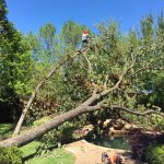 Tree Removal Southlake