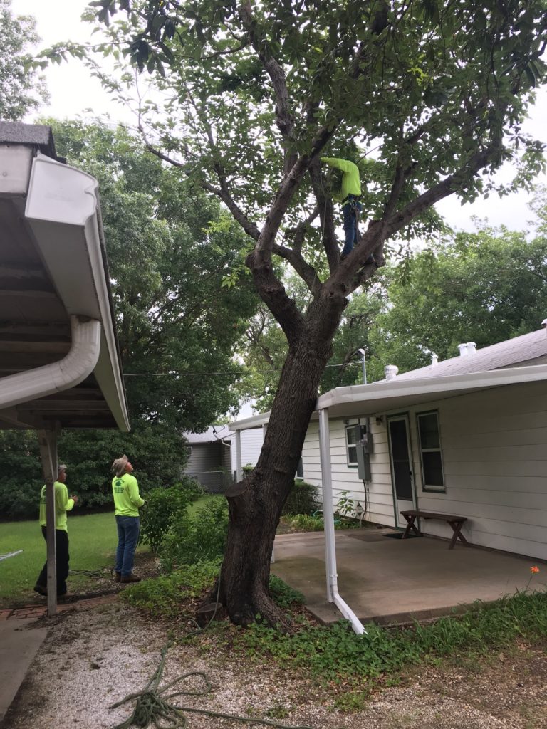 Storm Damage Tree Trimming | ArborTech Tree Service