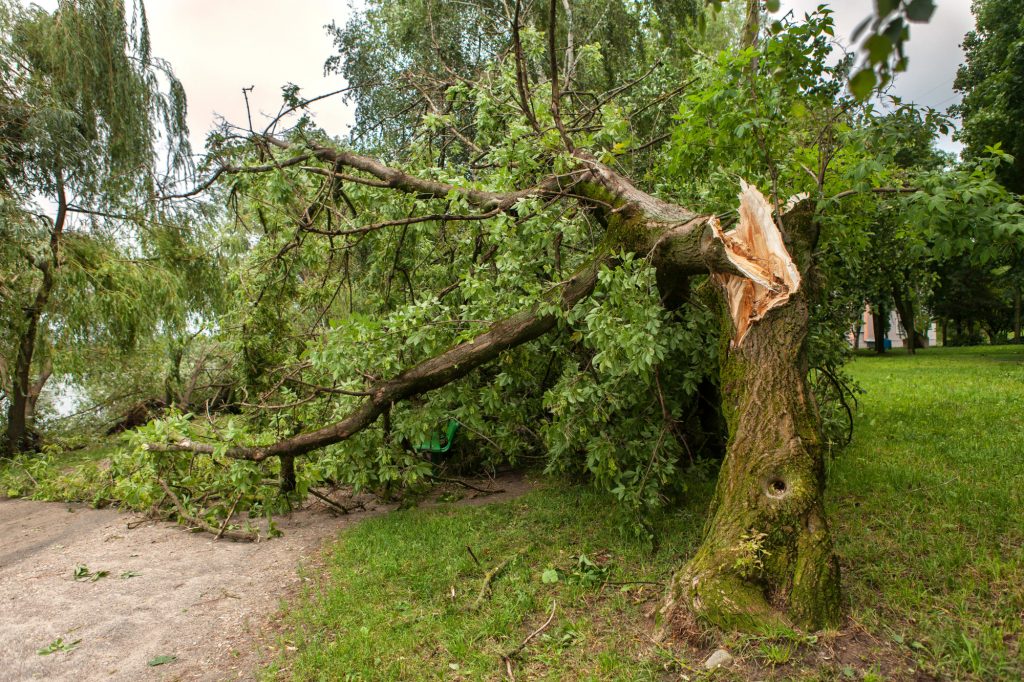 fallen tree