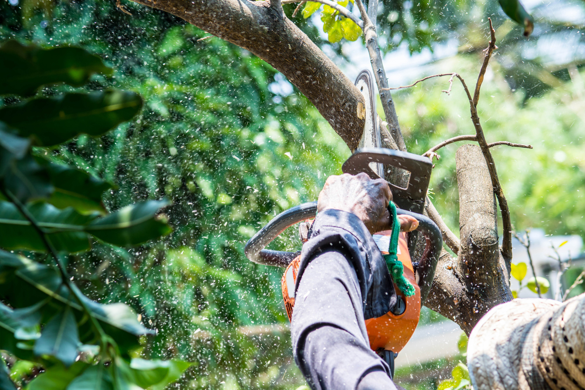 How to Hire the Best Commercial Tree Trimming Service ArborTech Tree