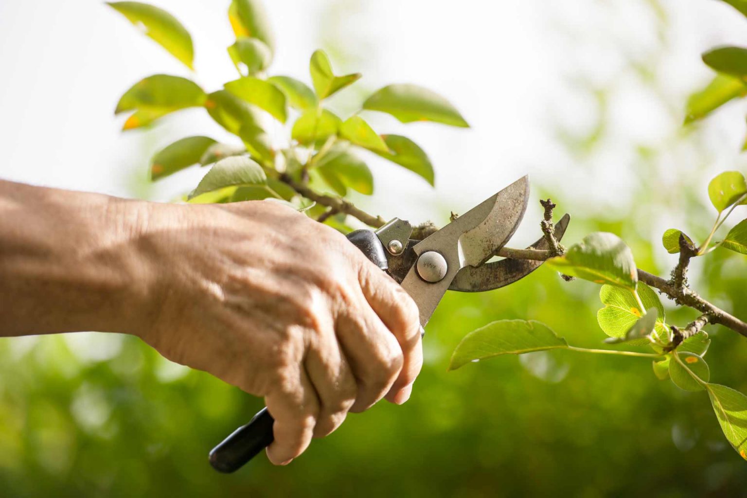 7 Ways to Keep Your Trees Healthy ArborTech Tree Service