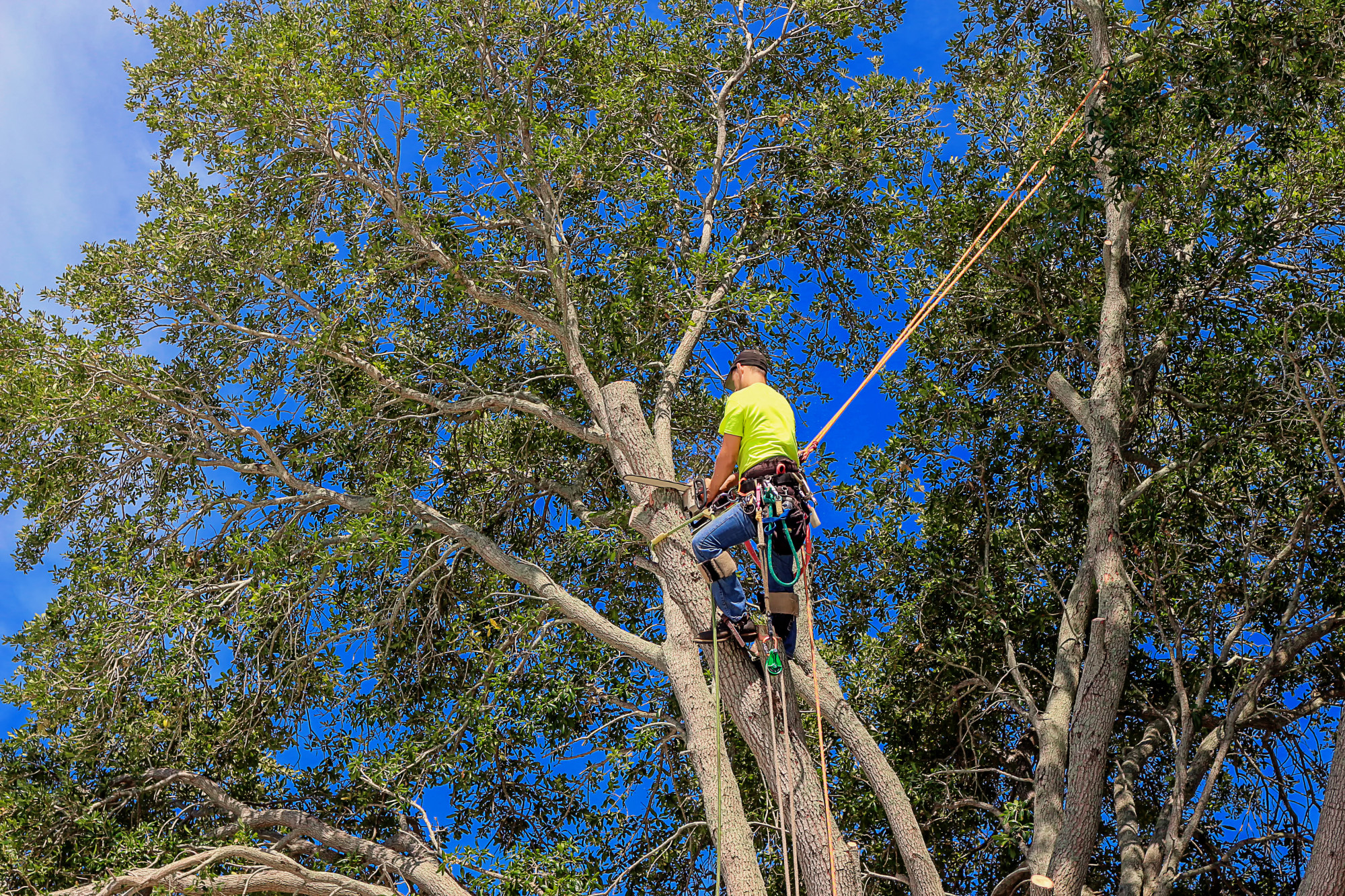8 Best Benefits of Hiring a Tree Trimming Service
