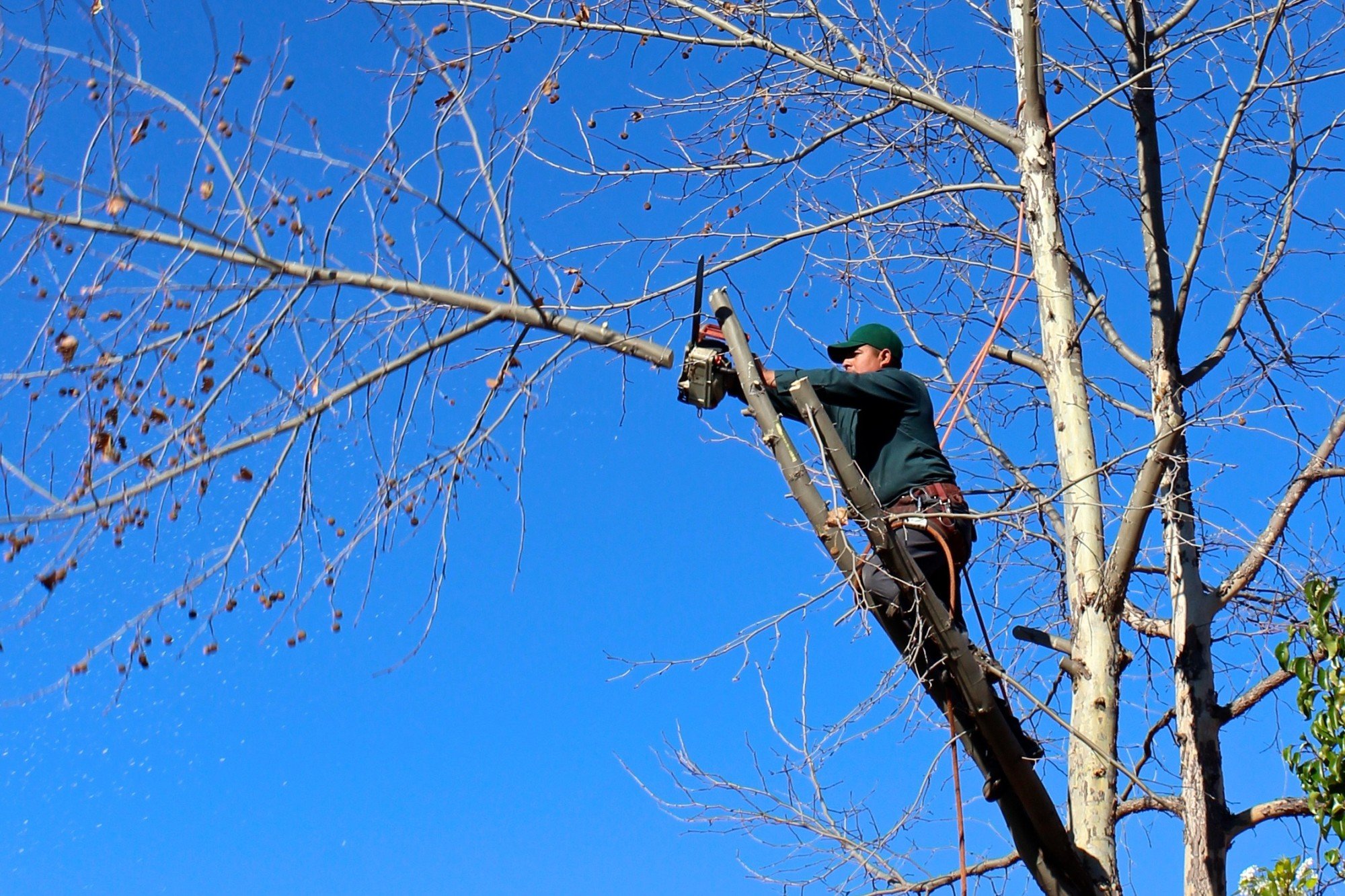 Tree Trimming Service 9 Best Reasons to Trim Your Trees